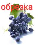 Весенняя обрезка винограда от Усмана