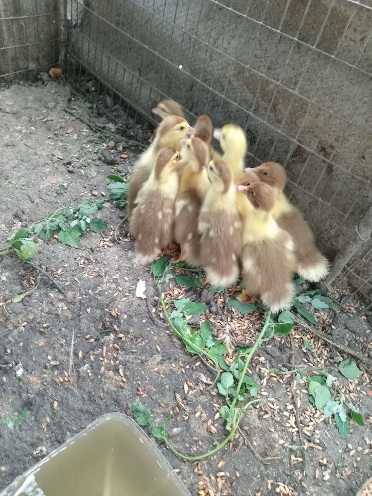 Продам индоутят 3 суточных.