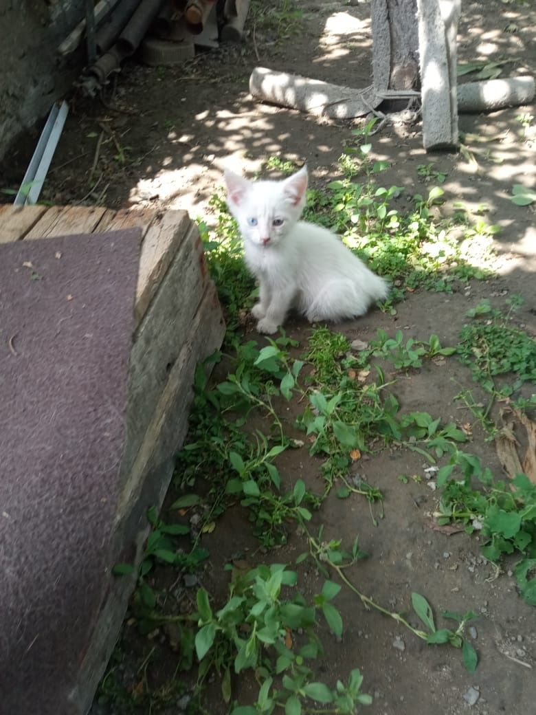 Отдам котят в хорошие руки