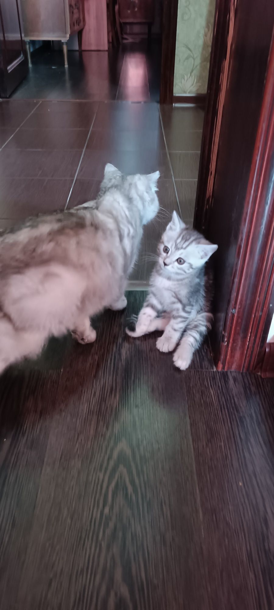 Шотландские котята.