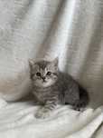Продам шотландского котенка