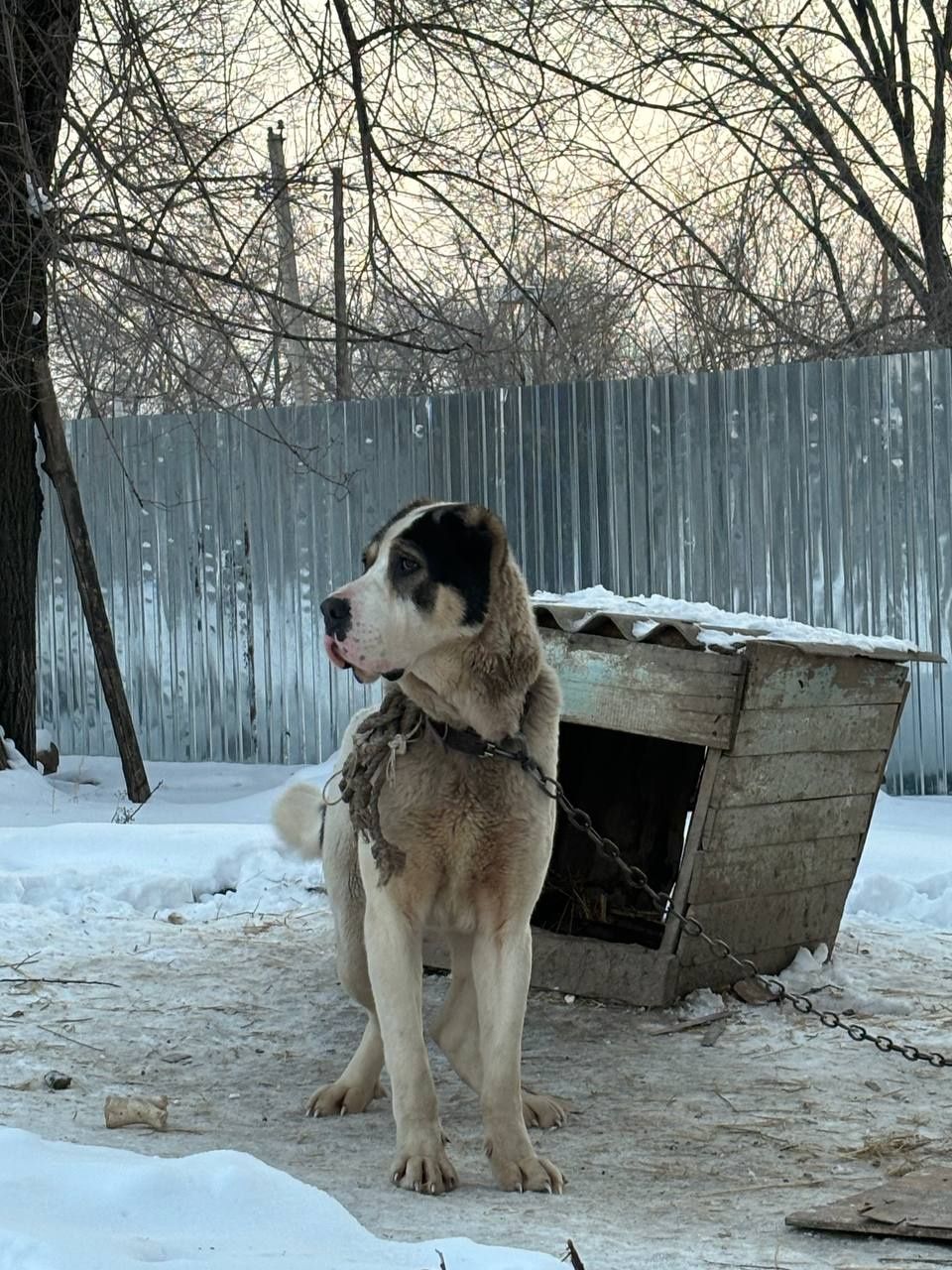 Алабай ит 2 жасар