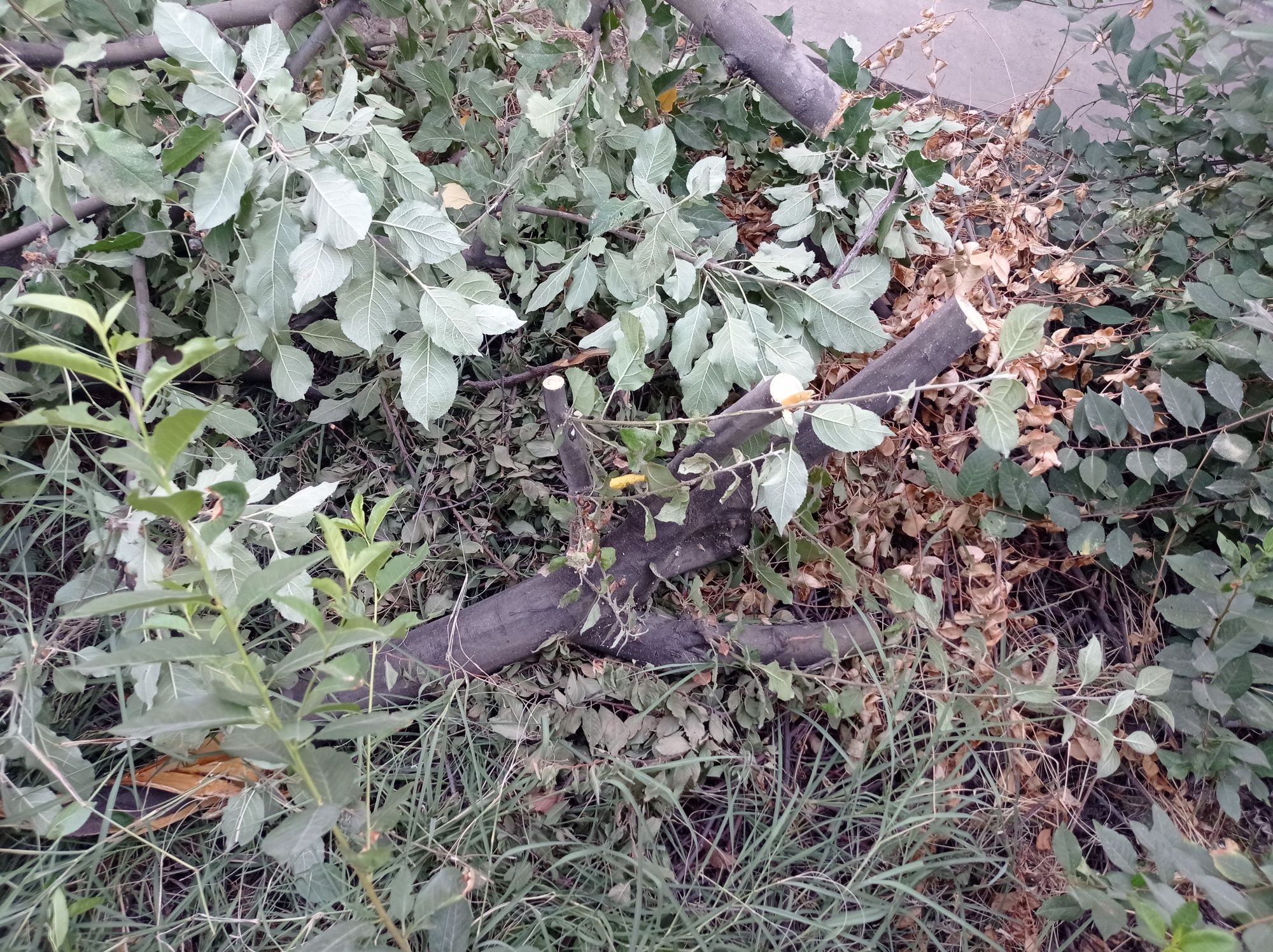 Дрова бесплатно мкр самал