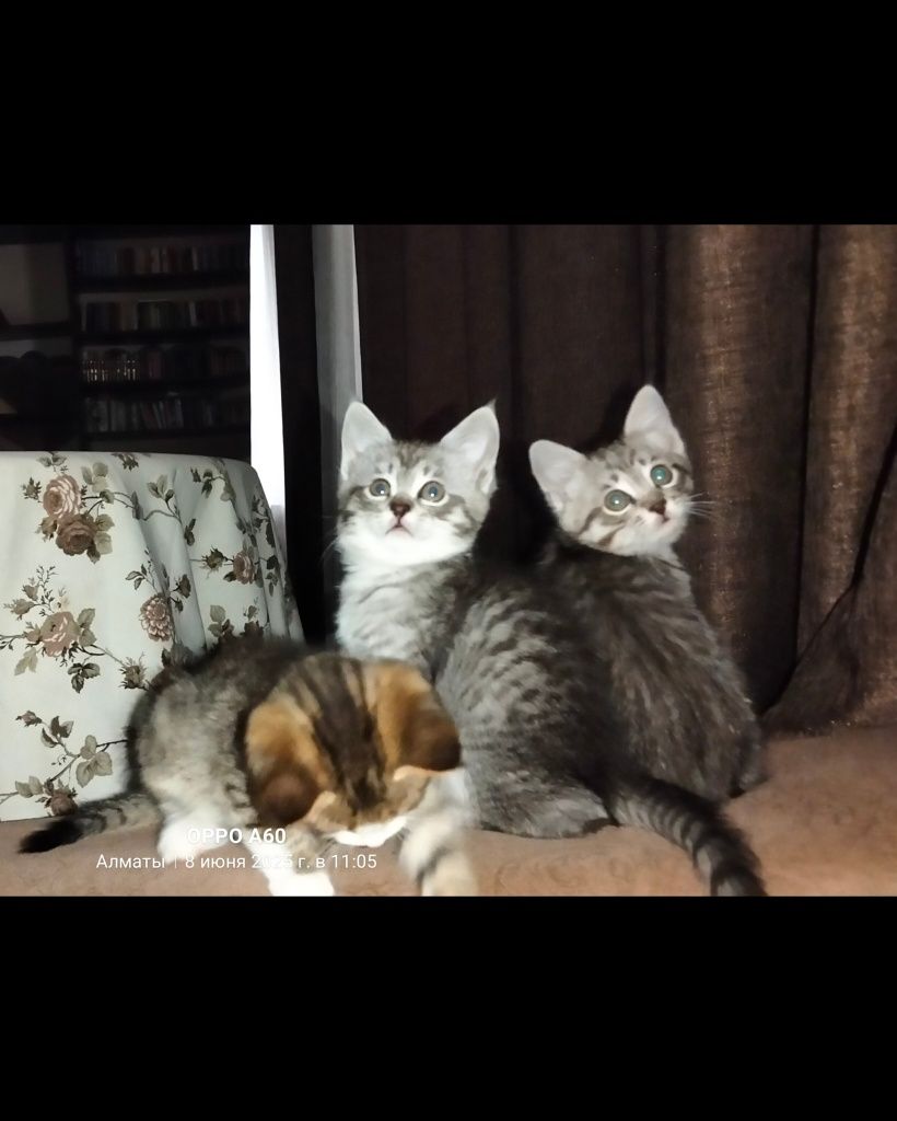 Котята в добрые руки. Срочно