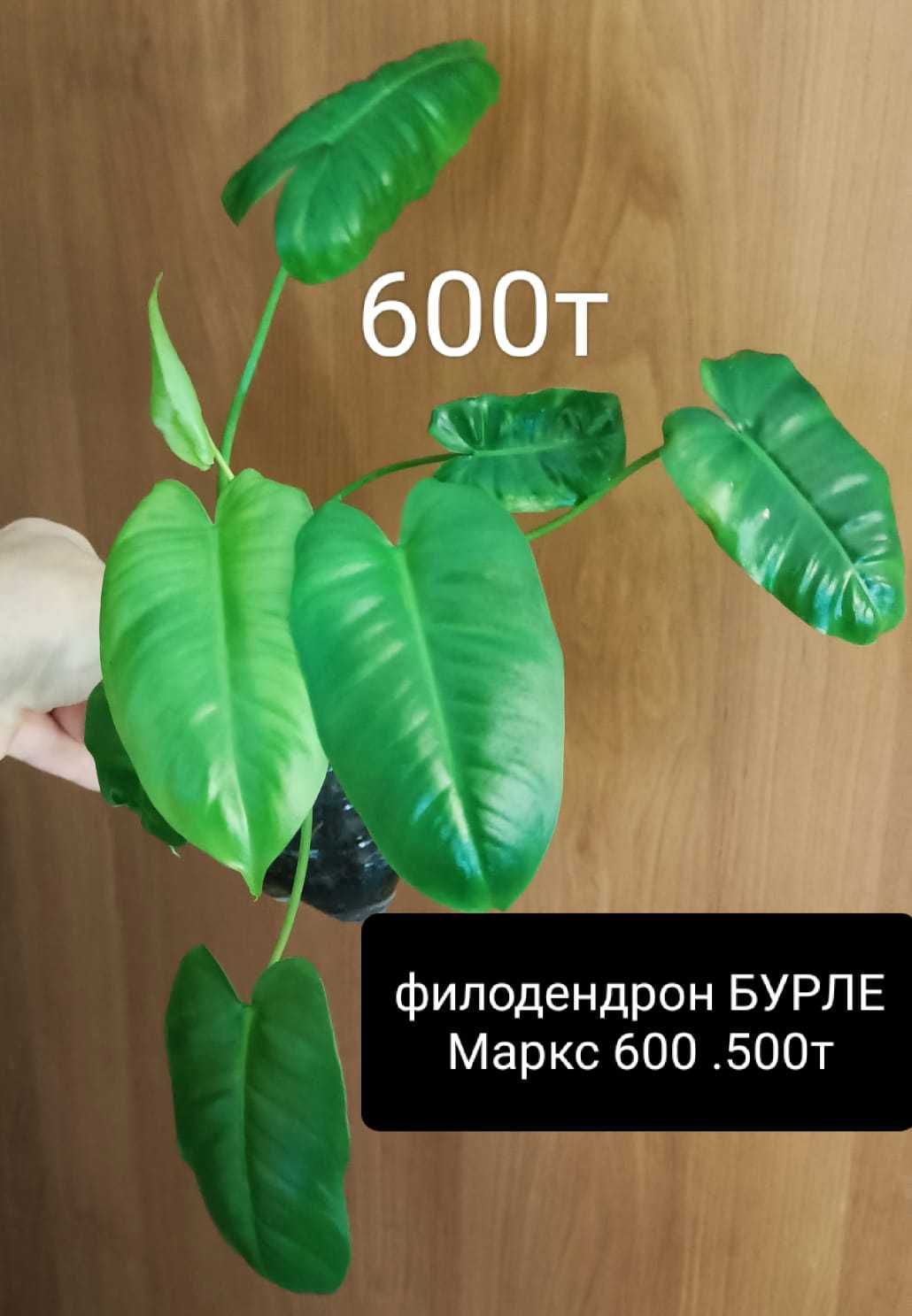 Продам комнатные цветы для офиса большиежжжжжжжжжжжжжжжжжжжжжжжжжжжждж