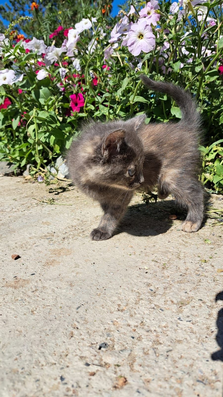 Котятки ищут дом