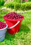 Продам Вишню садовую 10л
