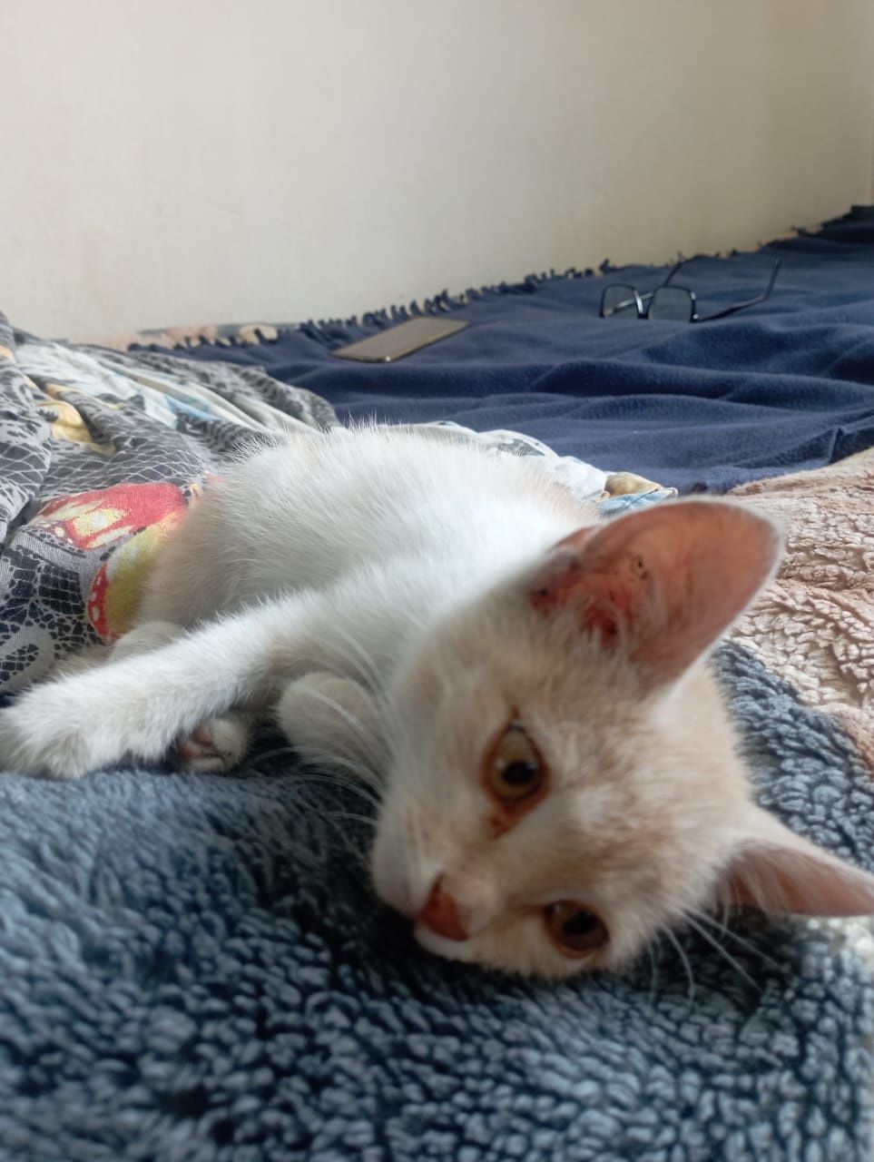 Кошечка ищет дом