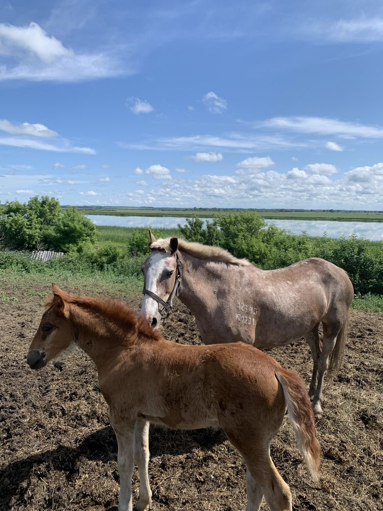Продам кобылу с жеребенком