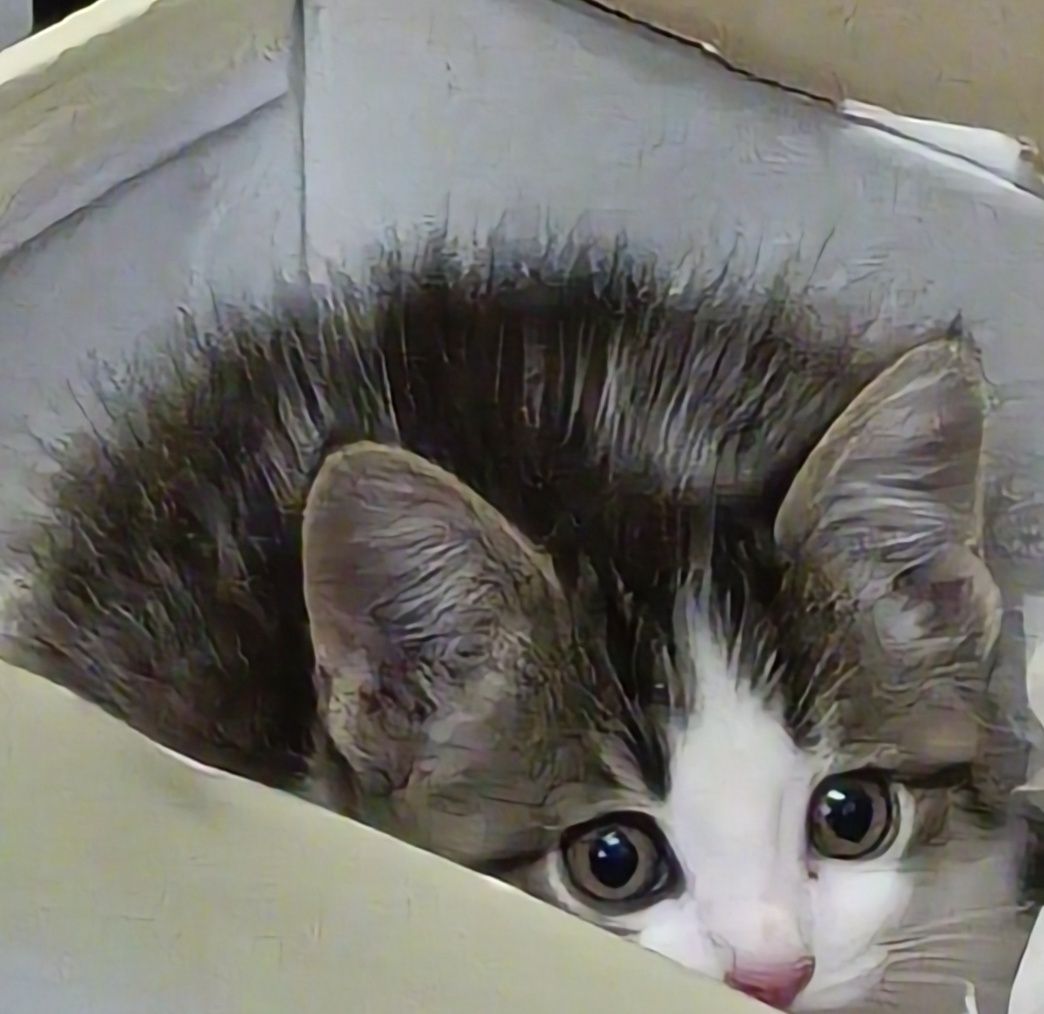 Котенок, 2 месяца, девочка
