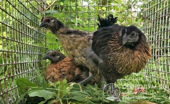 Инкубационные яйца Лакеданзе