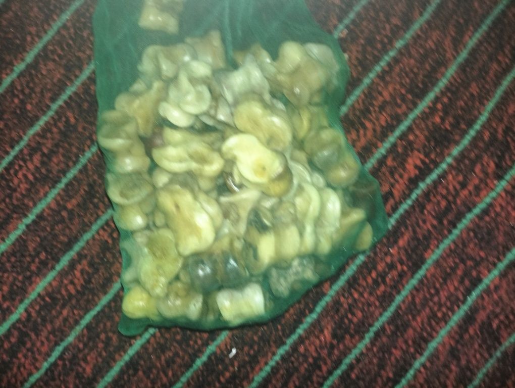 Сәлеметсізбе мына асық сатылады