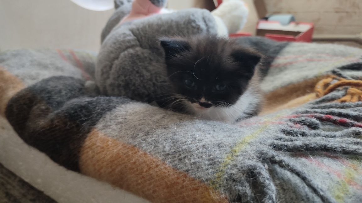 Котенок ищет хозяев