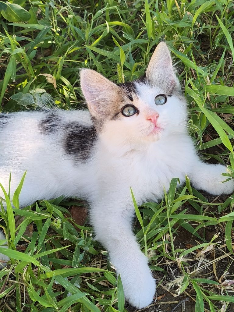 Котята, бесплатно