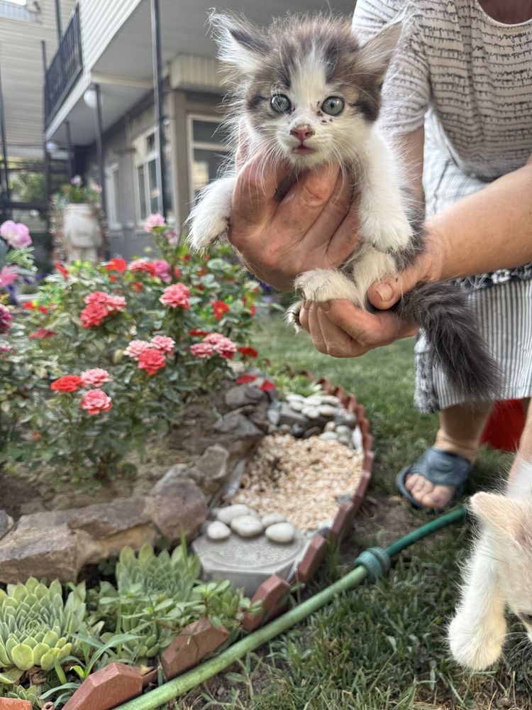 Котята в добрые руки