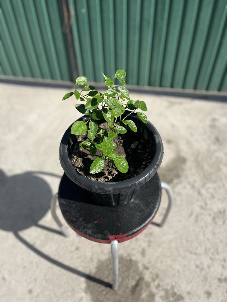 Продам плодносящий лайм