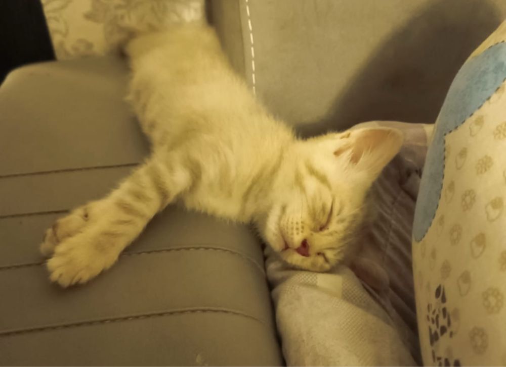 Продаются котята и кот