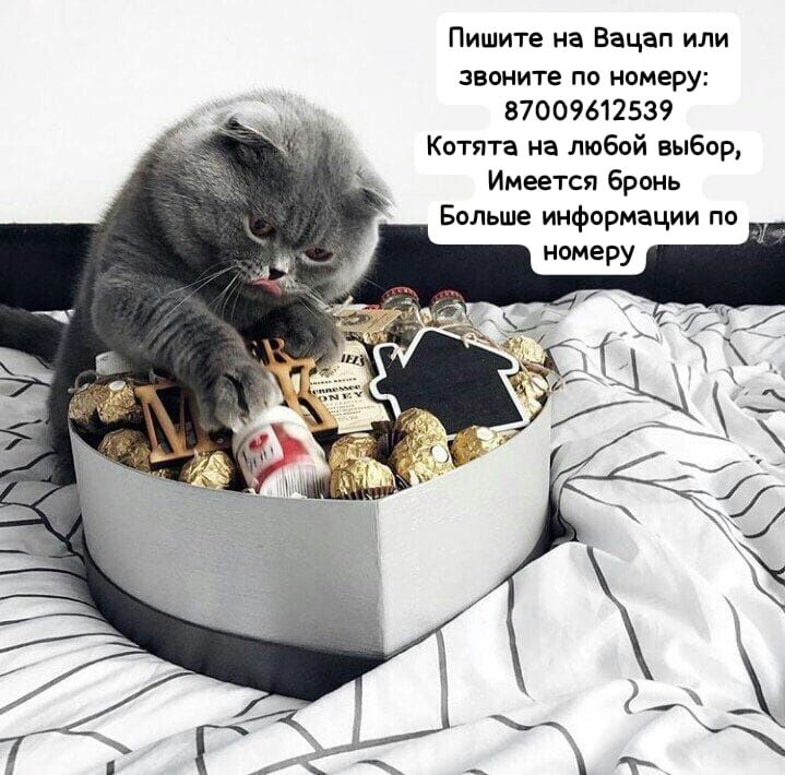 Продам британских котят