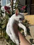 Котенок мальчик