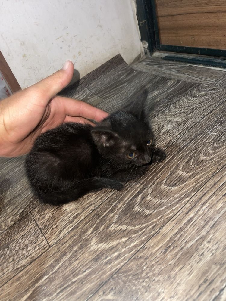 4 котята отдам в добрые руки