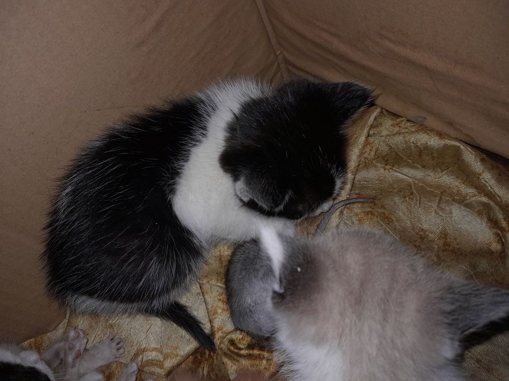 Отдам котят от кошки крыселовки