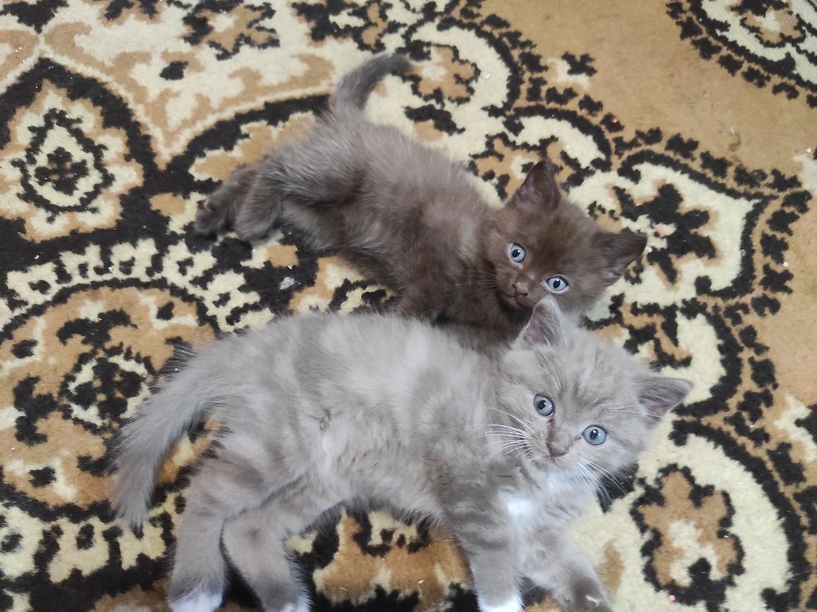 Котята очень игривые