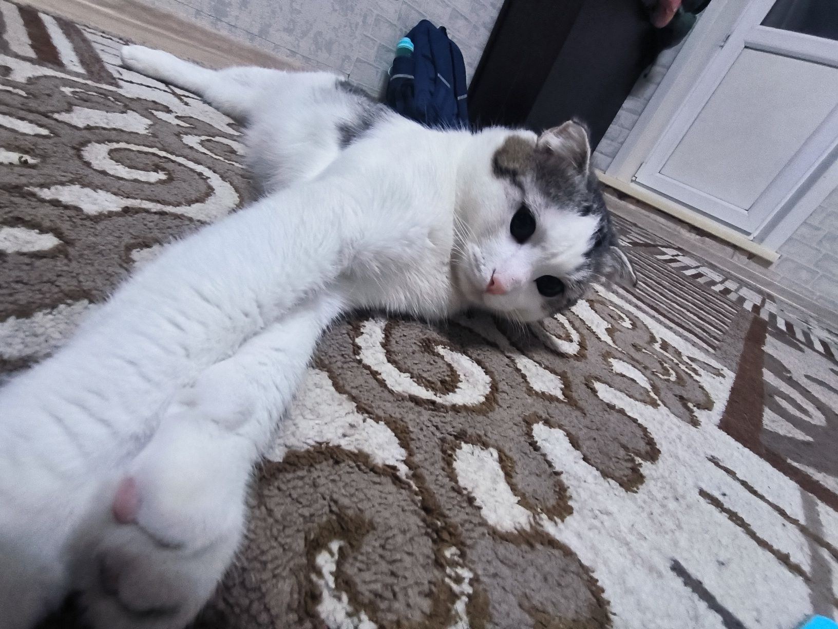 Отдам кота в хорошие руки