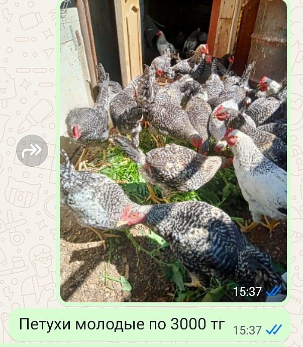 Цыплята,молодки,петухи