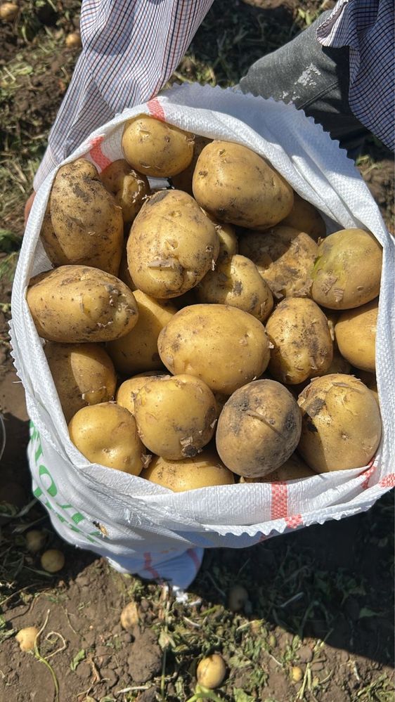 Продам картофель картошка урожай 2025 года