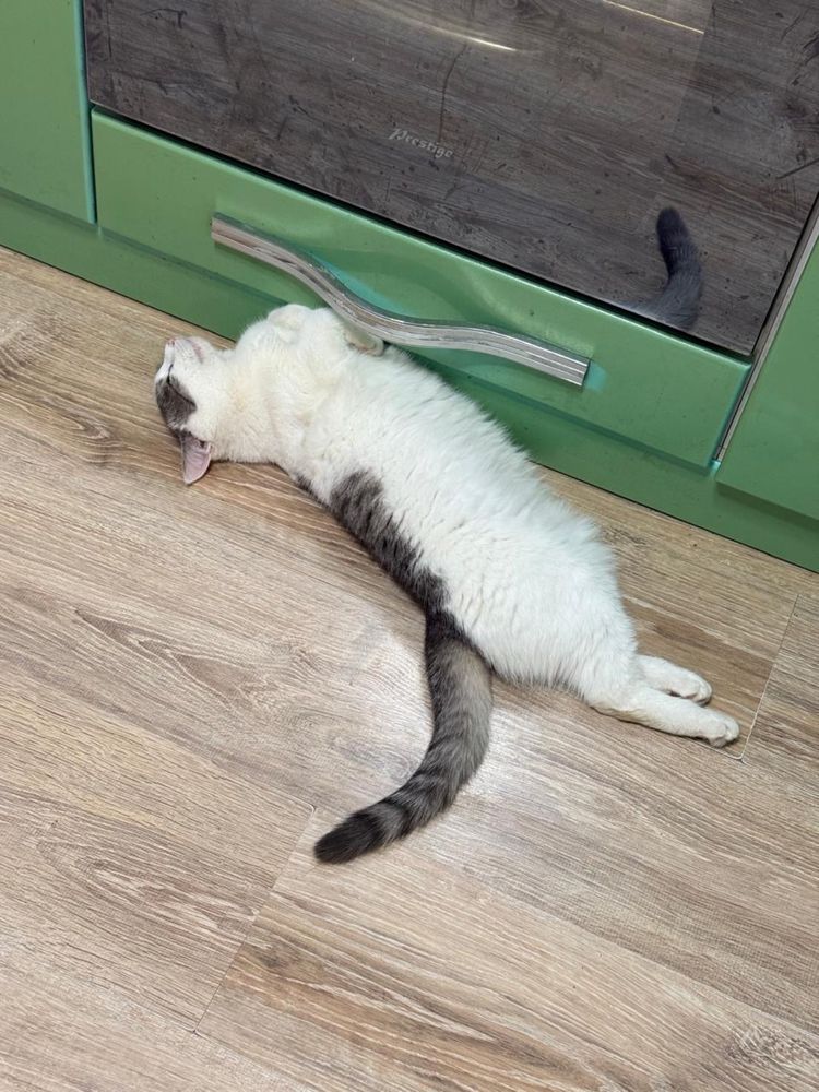 Прекрасный котик ищет свою замечательную семью!