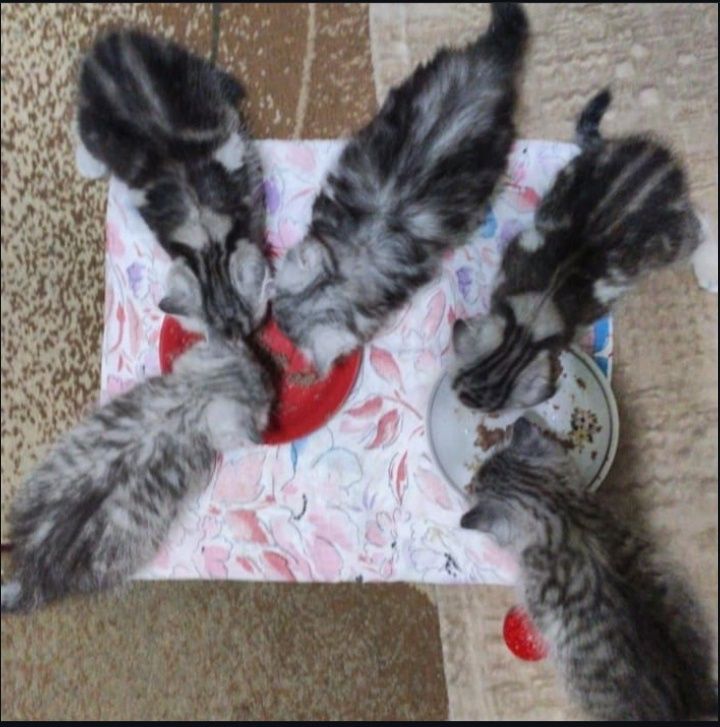 Вязка. Кот. Скоттиш фолд.