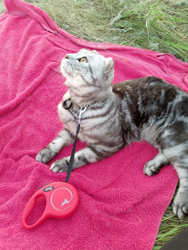 Вязка кота  шотландеца вислоухого