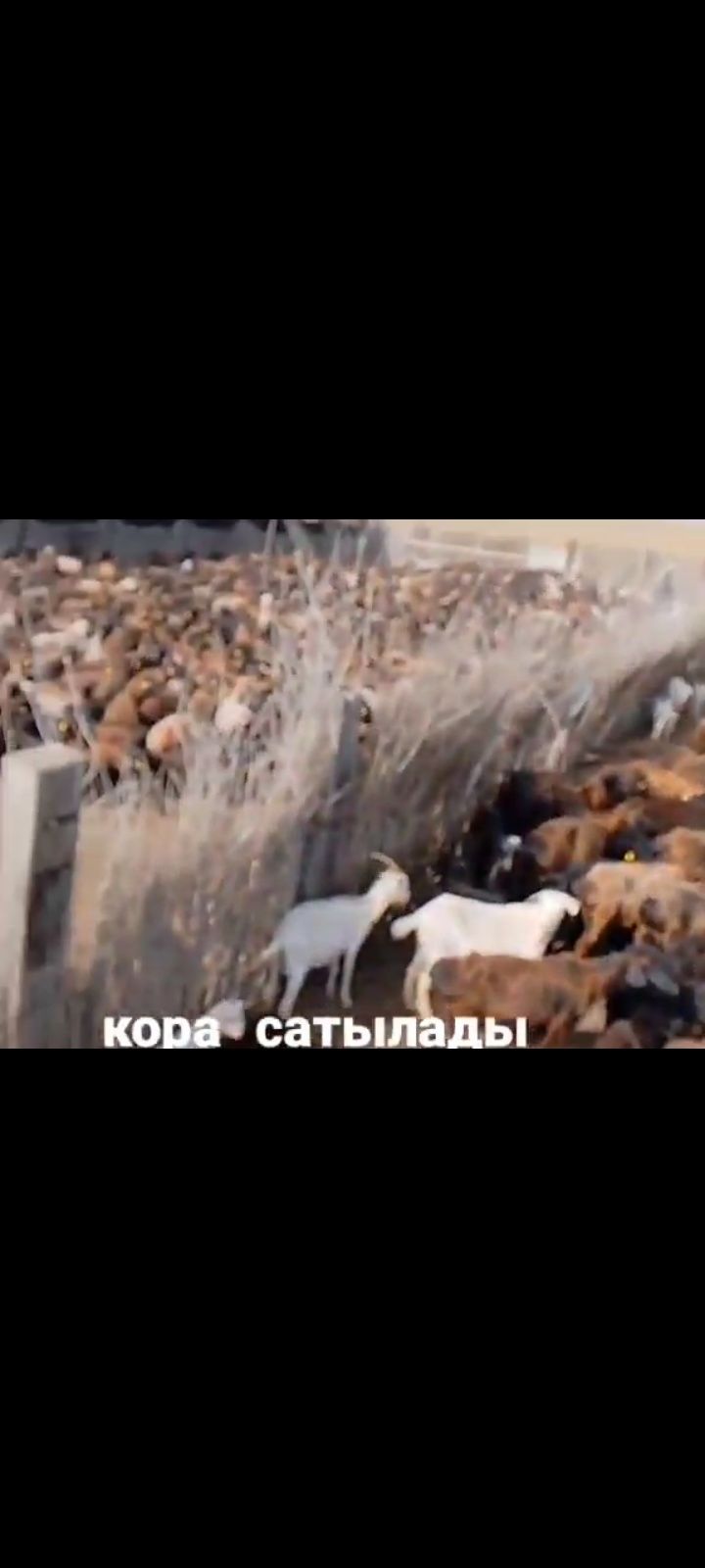 қора сатылады 180млн