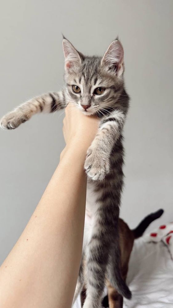 Котенок девочка