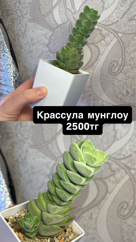 Клмнатные растения