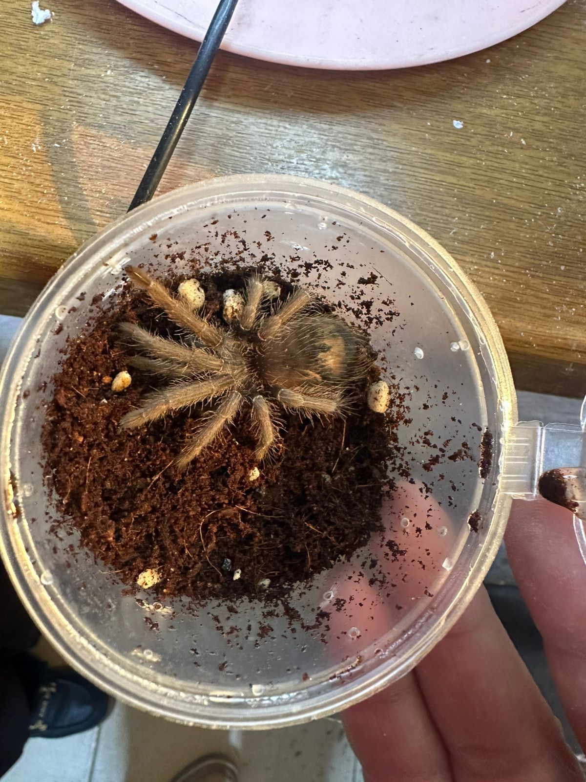 Паук-птицеед Brachypelma auratum