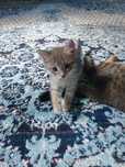 Вислоухий котенок