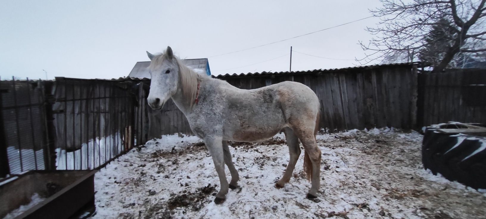 Продам кобылу 8 лет
