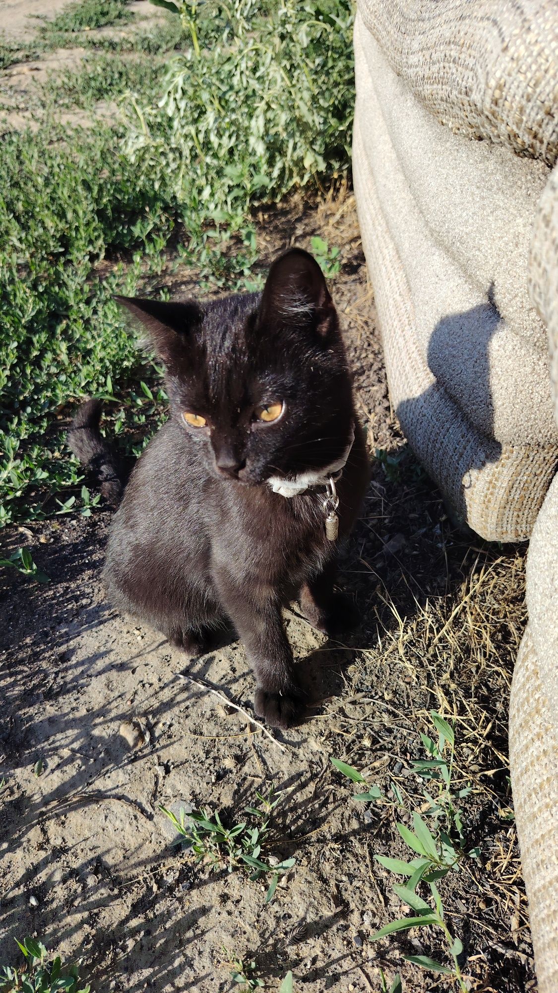 Отдам котёнка, мальчик