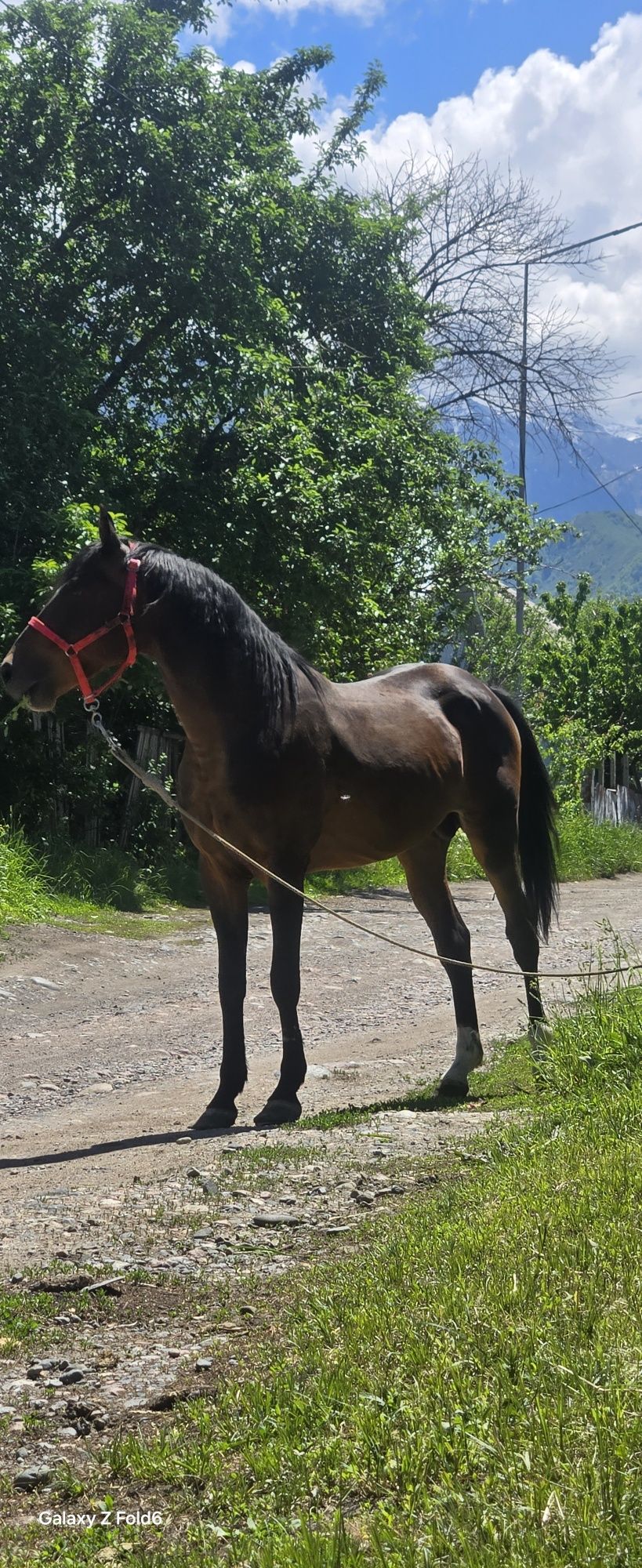Продам Айгыр 6 лет