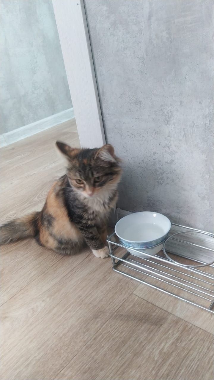 Отдадим в хорошие руки, кошка/кот, девочка
