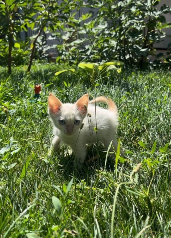 Котята крысоловы