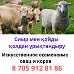 Искусственное осеменение коров и овец Сиыр мен қойды қолдан ұрықтандыр