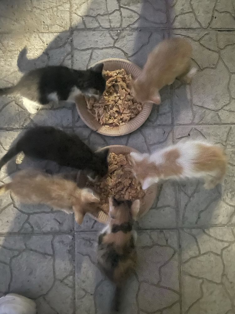 Отдам котят в добрые руки бесплатно