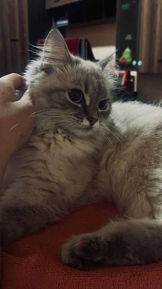 Продам породистую кошку, цена 10к