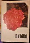 Продам Цветы Пионы