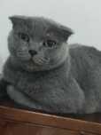 Шотландская кошка