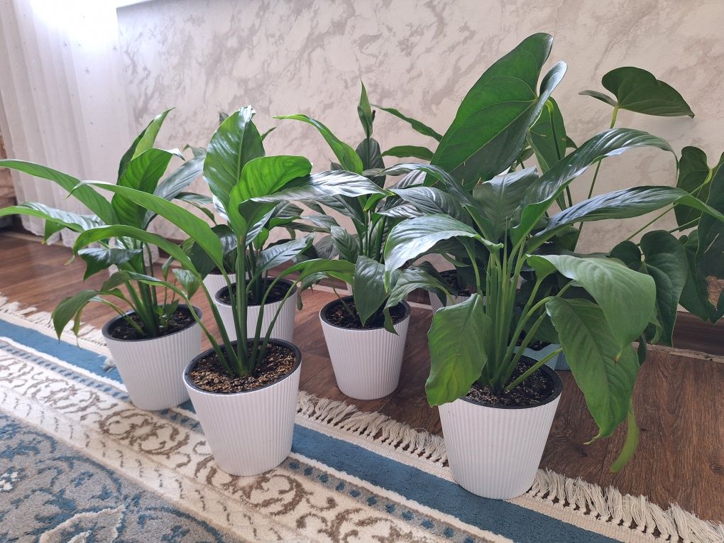 Бөлме гүлдері сатылады көшуге байланысты