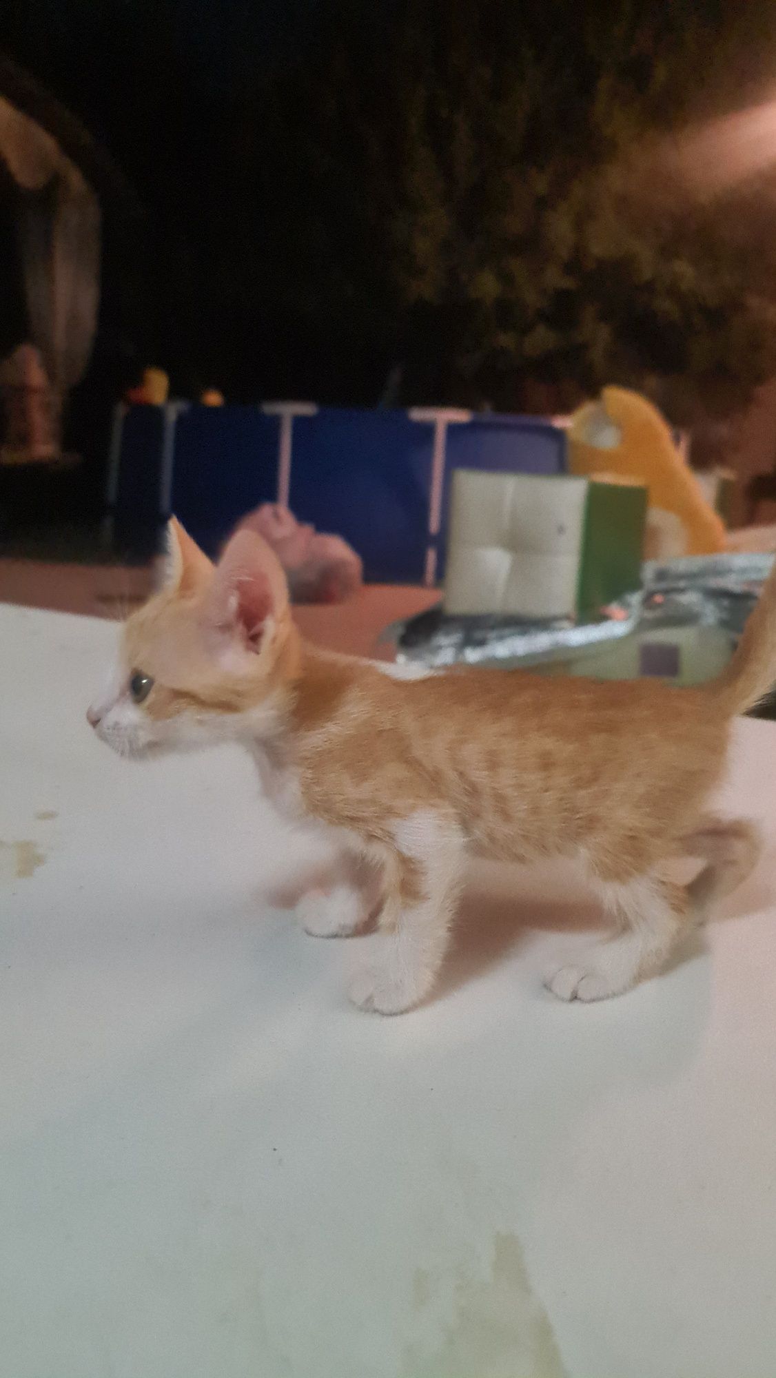 Котёнок рыжий мальчик