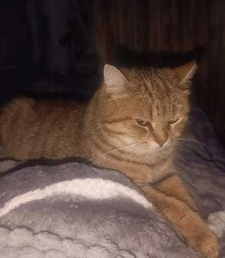 Кошке Асе нужен новый дом!